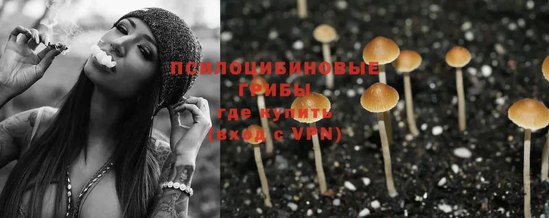 Псилоцибиновые грибы Cubensis  магазин продажи   Енисейск 